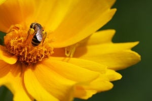 coreopsis with bee and spider