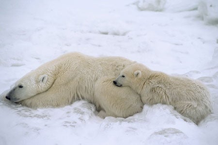 Polar bears - oh baby