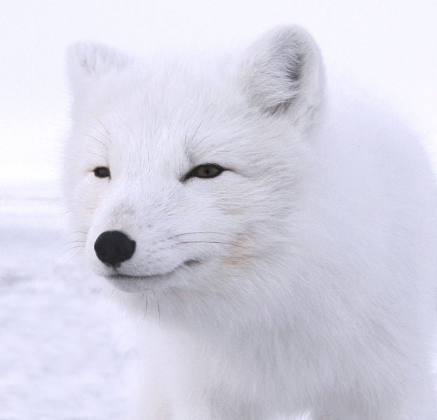 arctic white fox