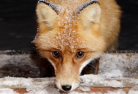 Red fox