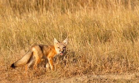 Swift fox