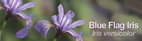 blue flag iris