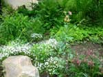 View of the CWF demonstration garden, with bluets on left.