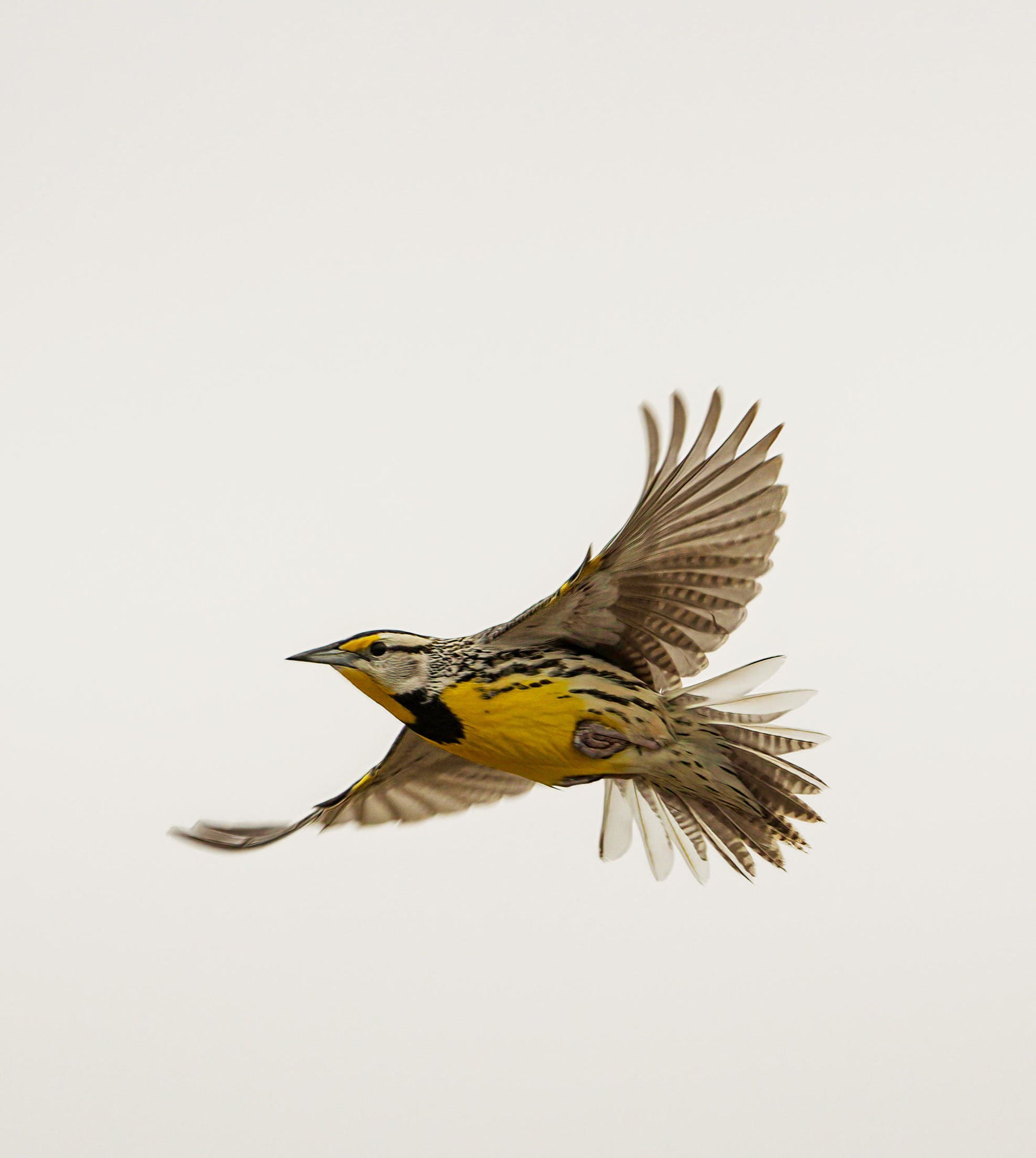 eastern meadowlark