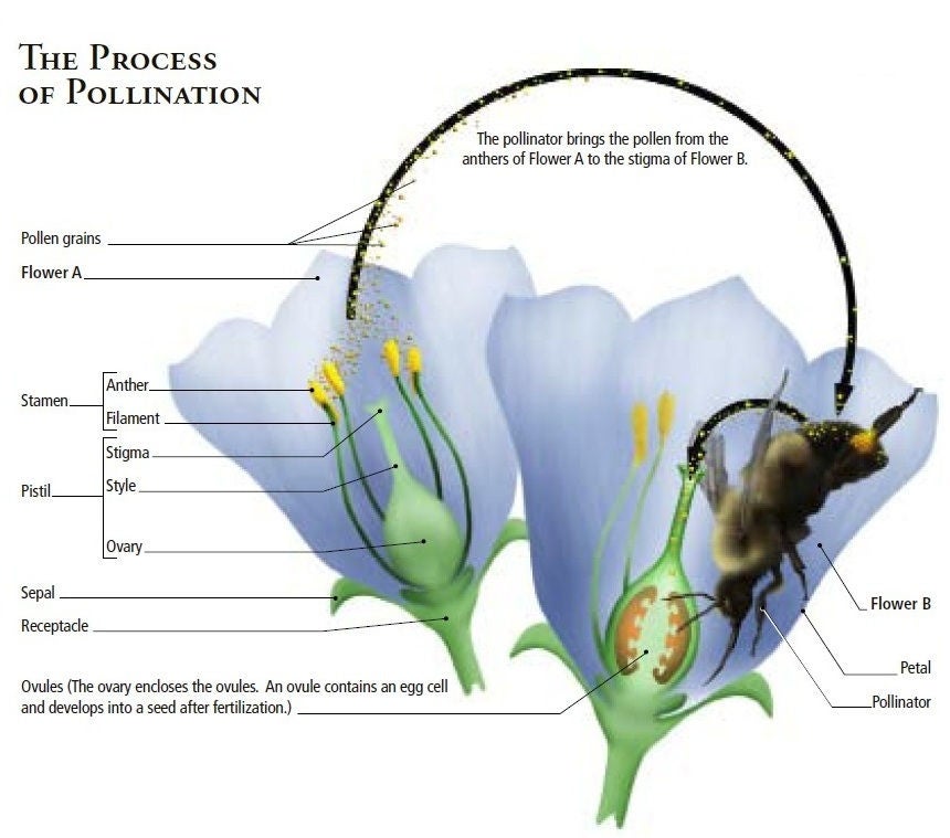 Graphic showing the pollination process