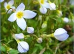 Close-up view of bluets.