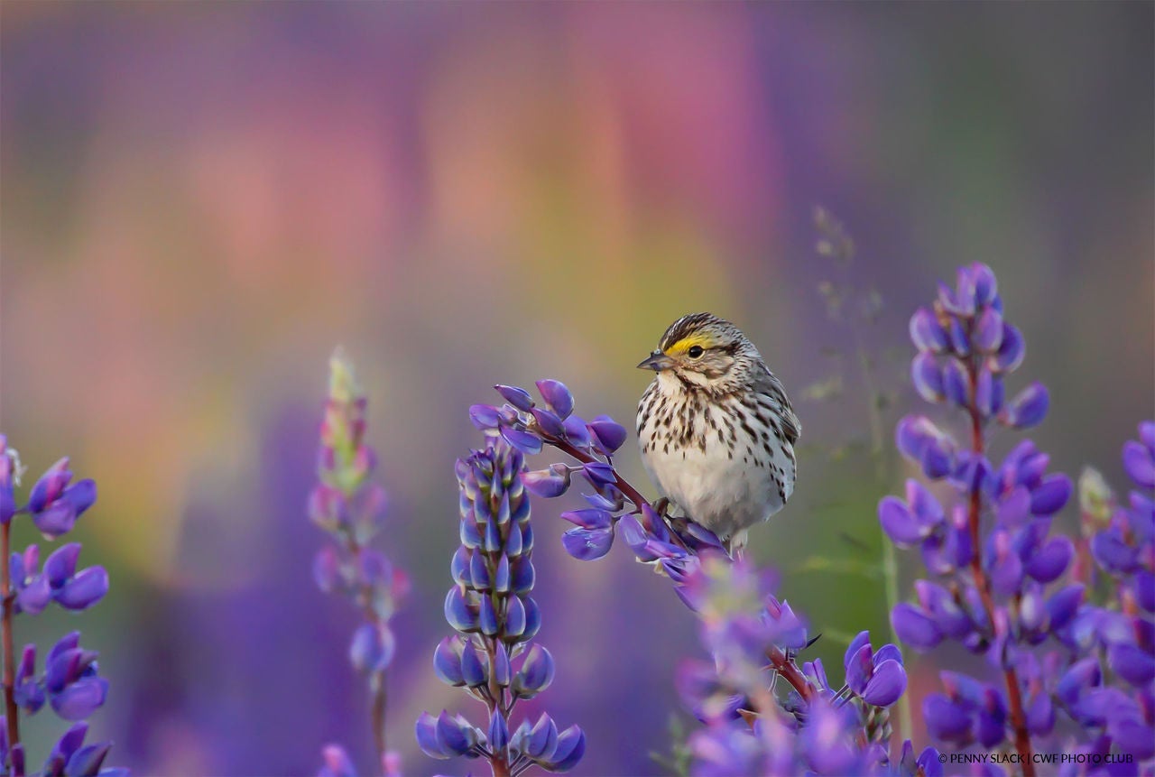 sparrow on purple flowers
