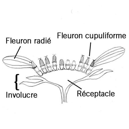 compositeflowerorcapitulum_fr.jpg