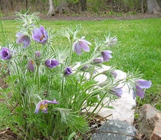 Pasque flower keeps a nice shape
