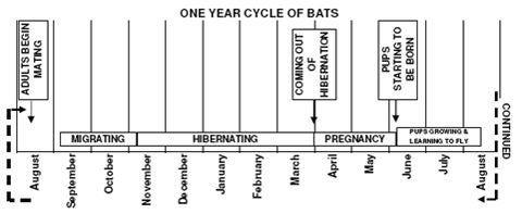 Bats - diagram