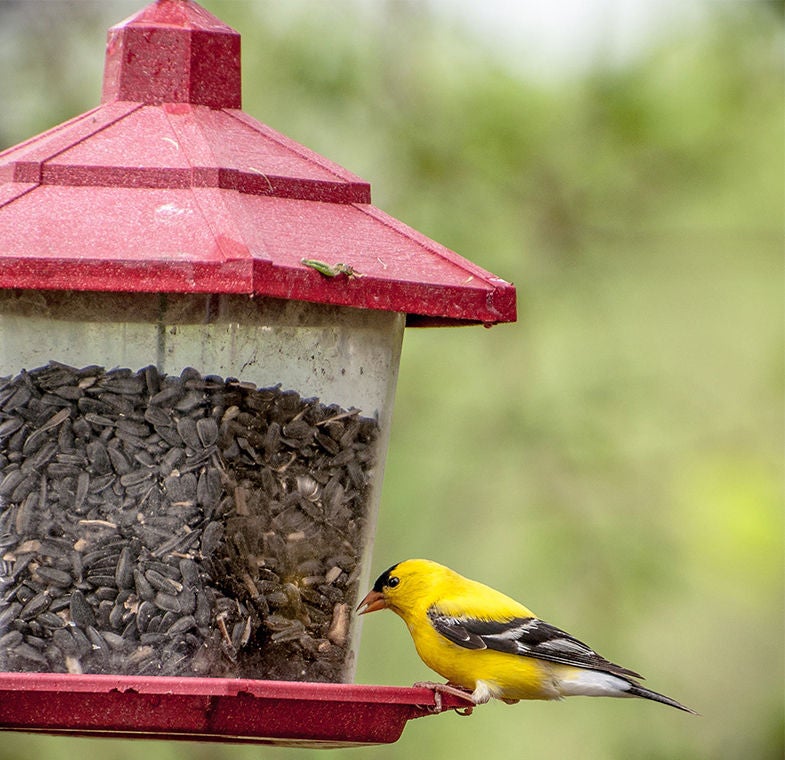 bird seed feeder