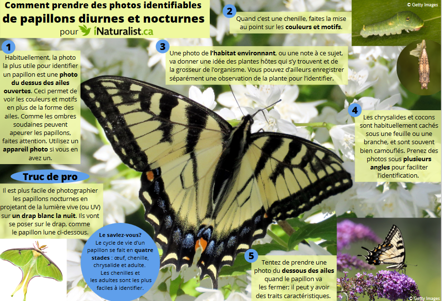 how to take photos of butterflies