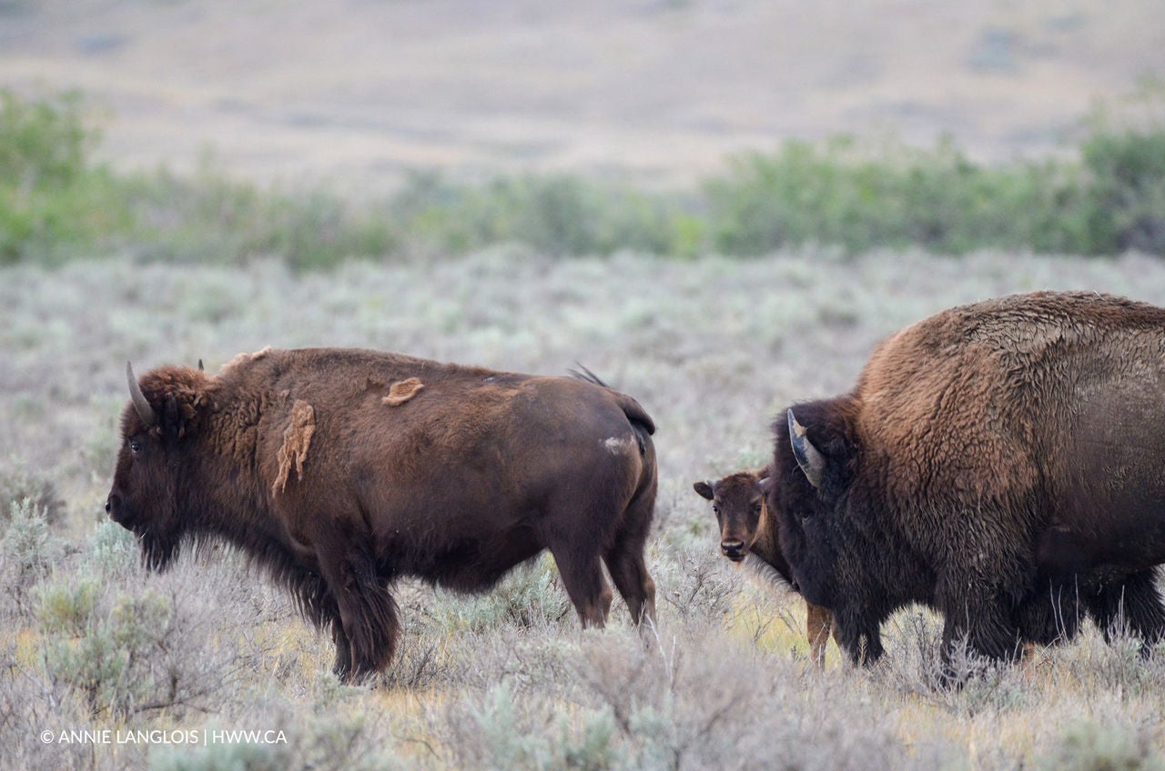 bison with calf