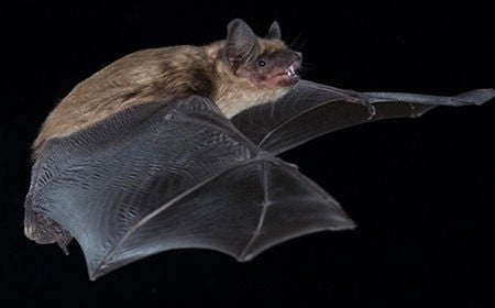 Eptesicus Fuscus bat