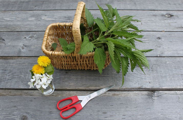 Plants and a basket