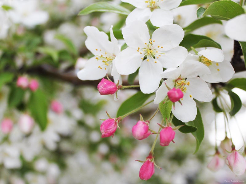 Apple Blossoms