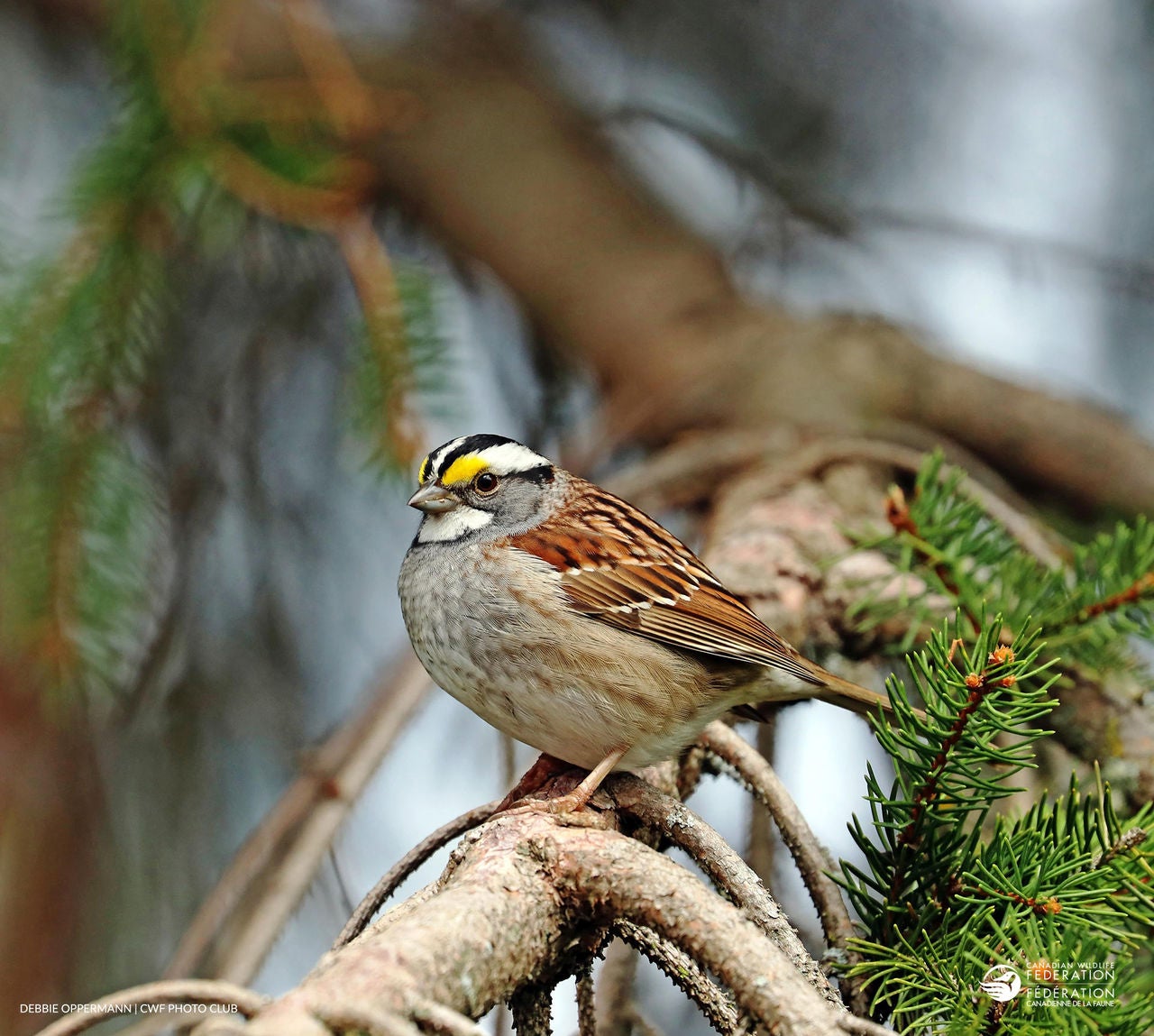 White-throated Sparrow