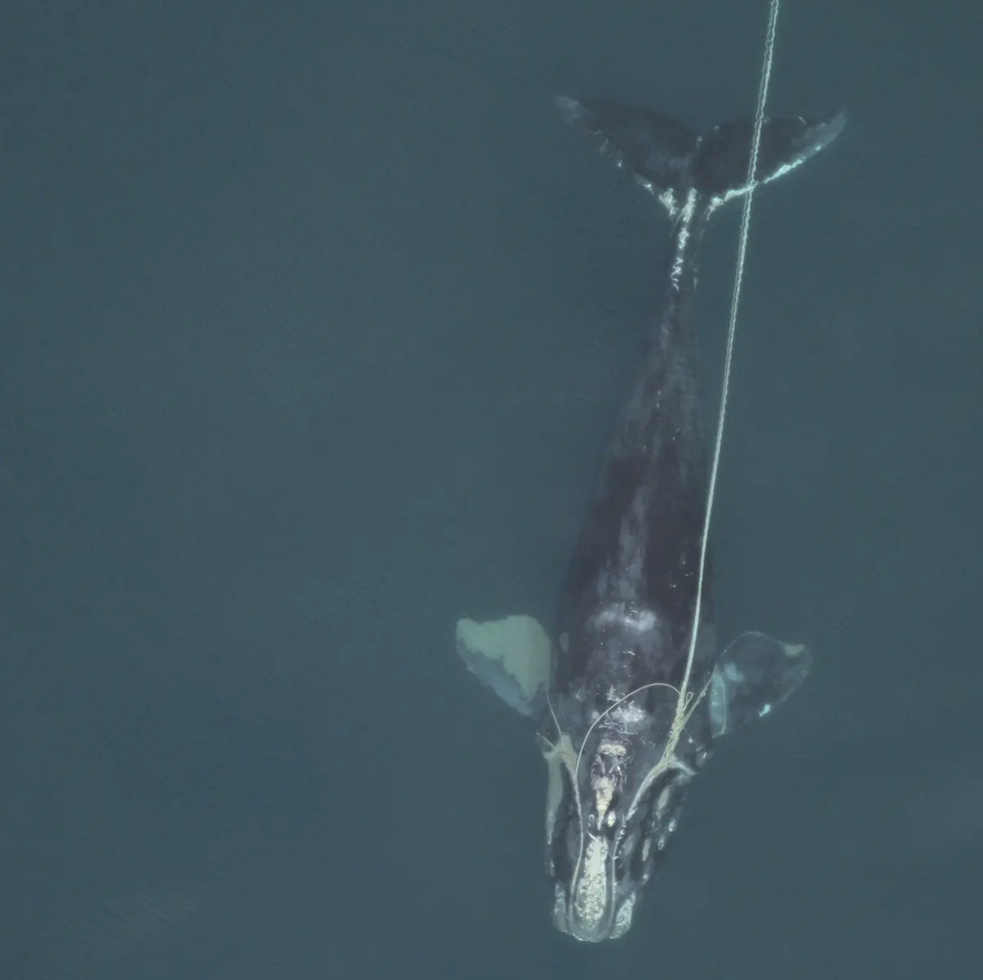 whale tail entangled with rope