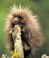 Porcupine 2