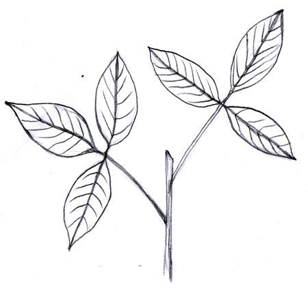 trifoliate.jpg