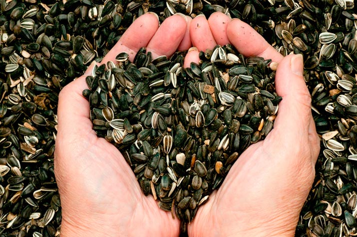 sunflower seeds heart shaped hands