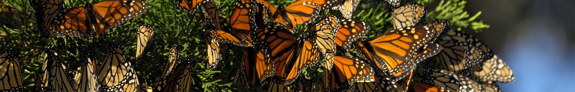 monarchs 