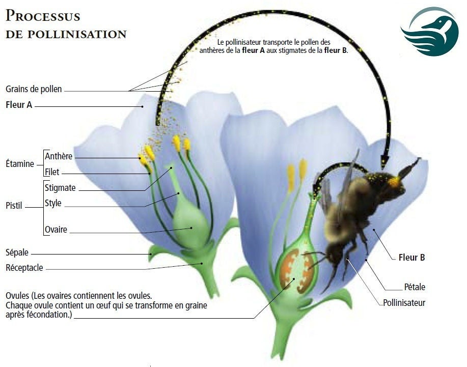 Pollination diagram