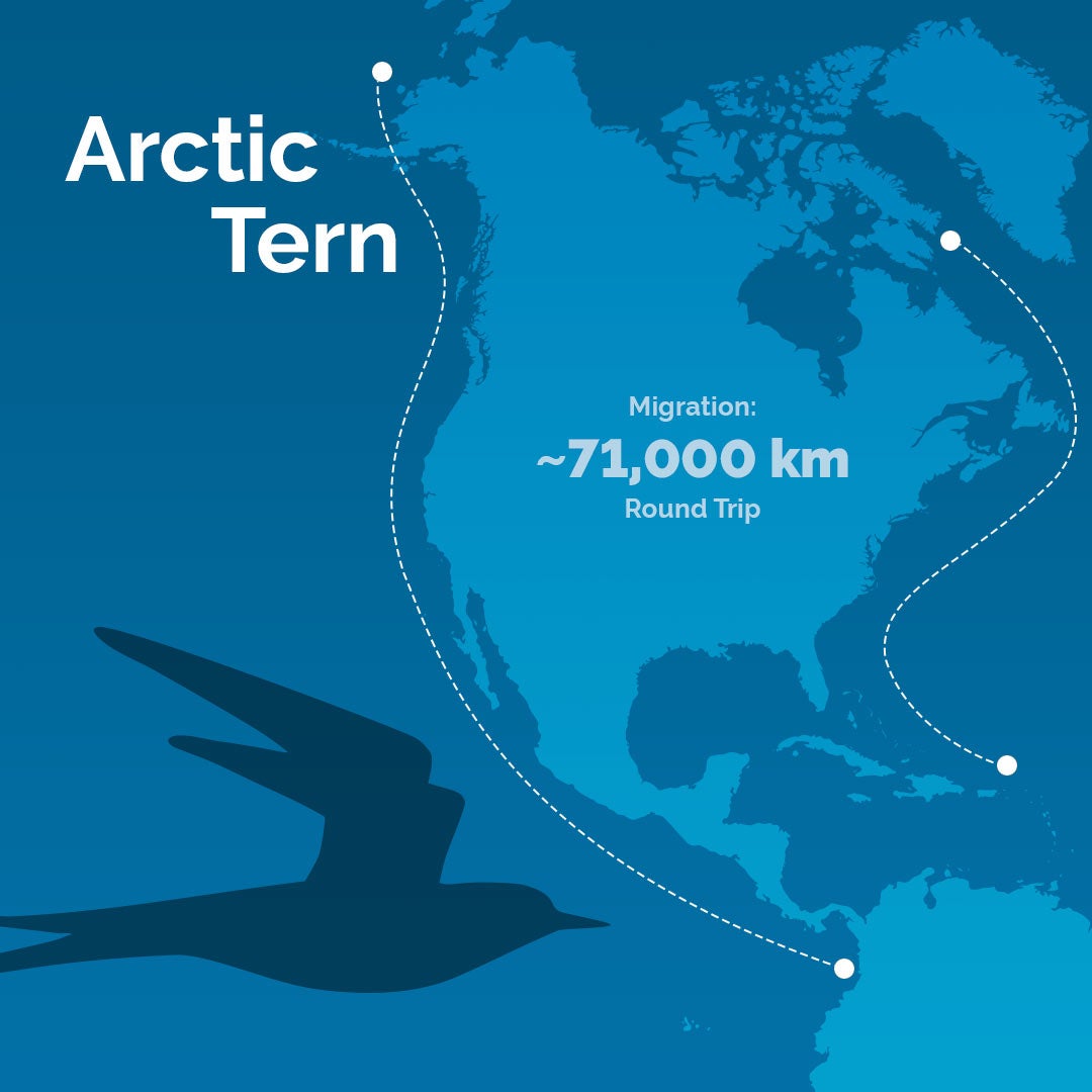 arctic tern