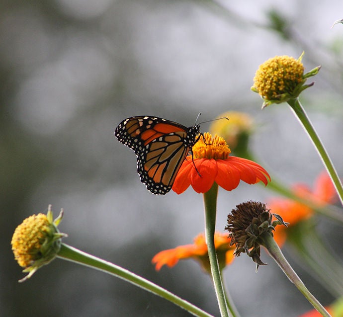 conservation awards logo