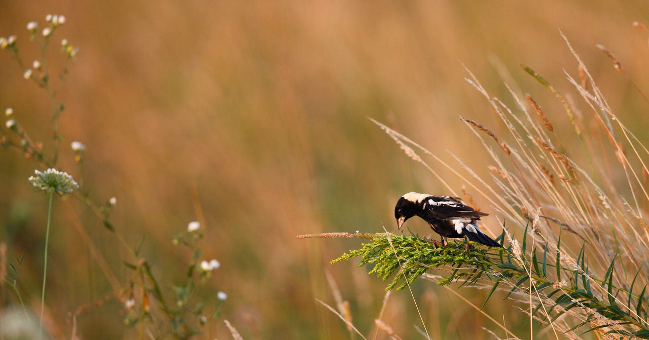 bobolink-field-hor.jpg