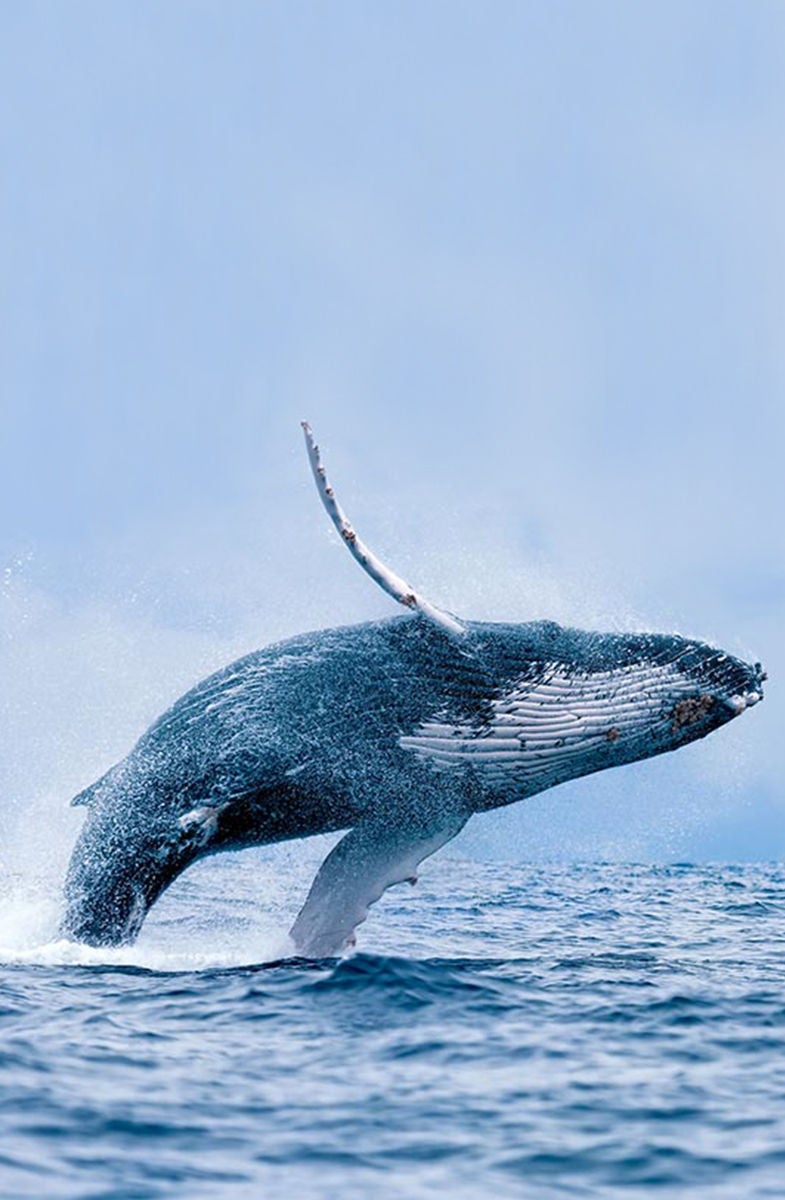 humpback whale