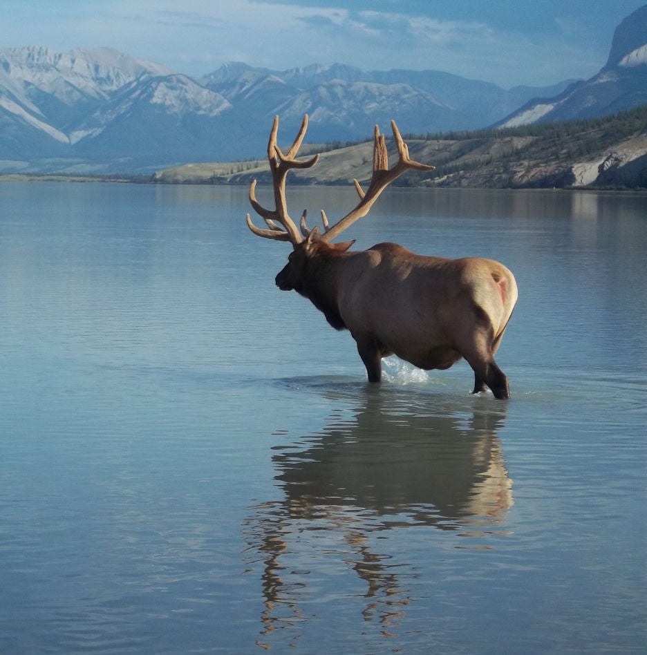 caribou in water