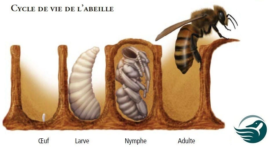 Lifecycle of a bee