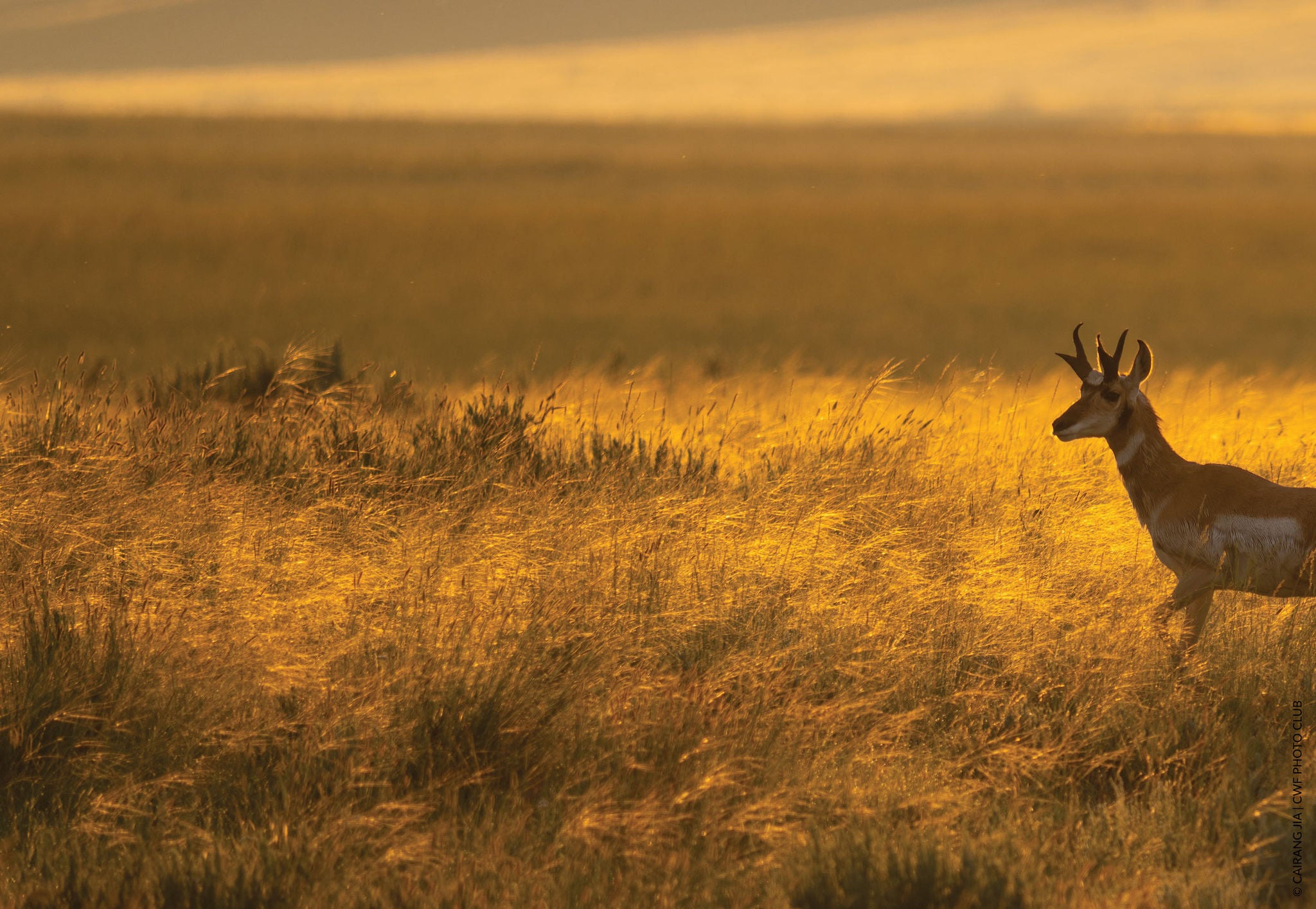 pronghorn