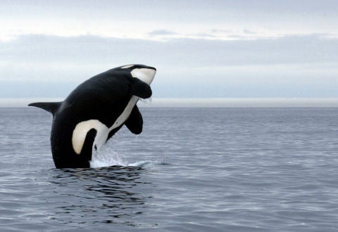 killer whale 