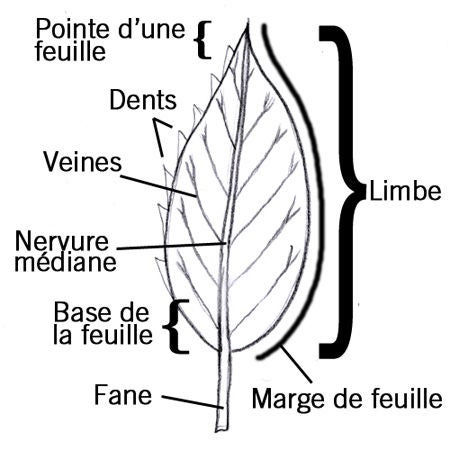 leaf_fr.jpg