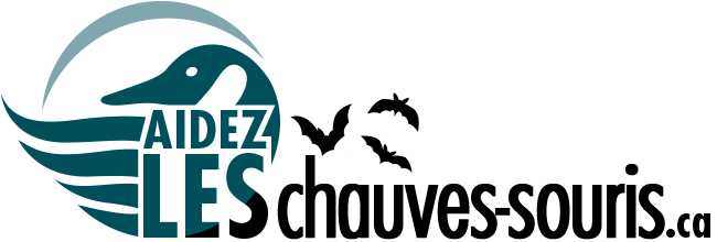 Aidez le vespertilion brun!