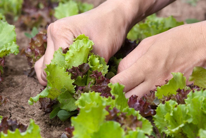 Someone gardening lettuce