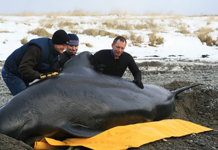 marine mammal response