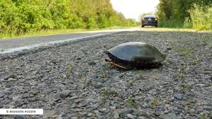 turtle by the road