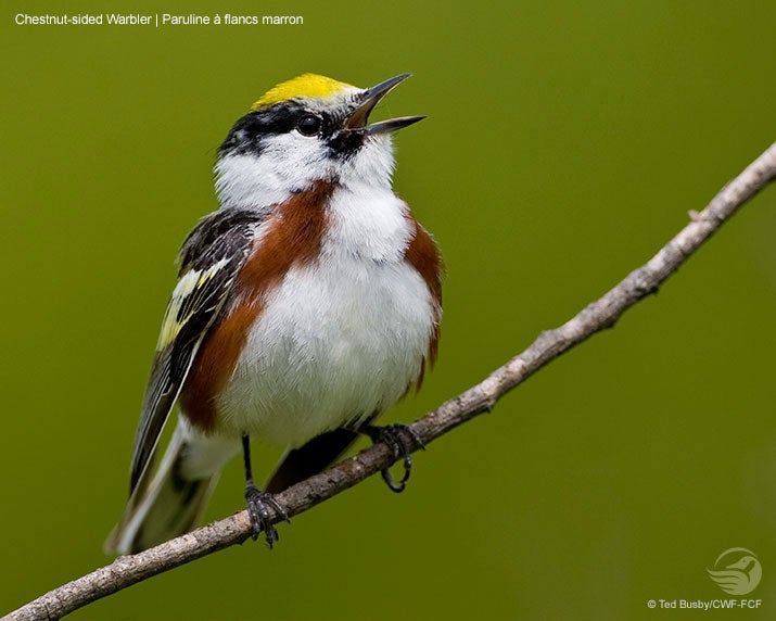 Chestnut sided warbler