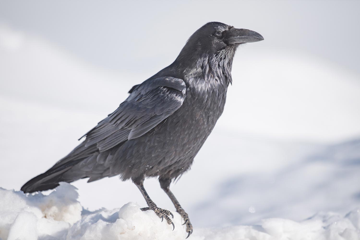 Crow in winter