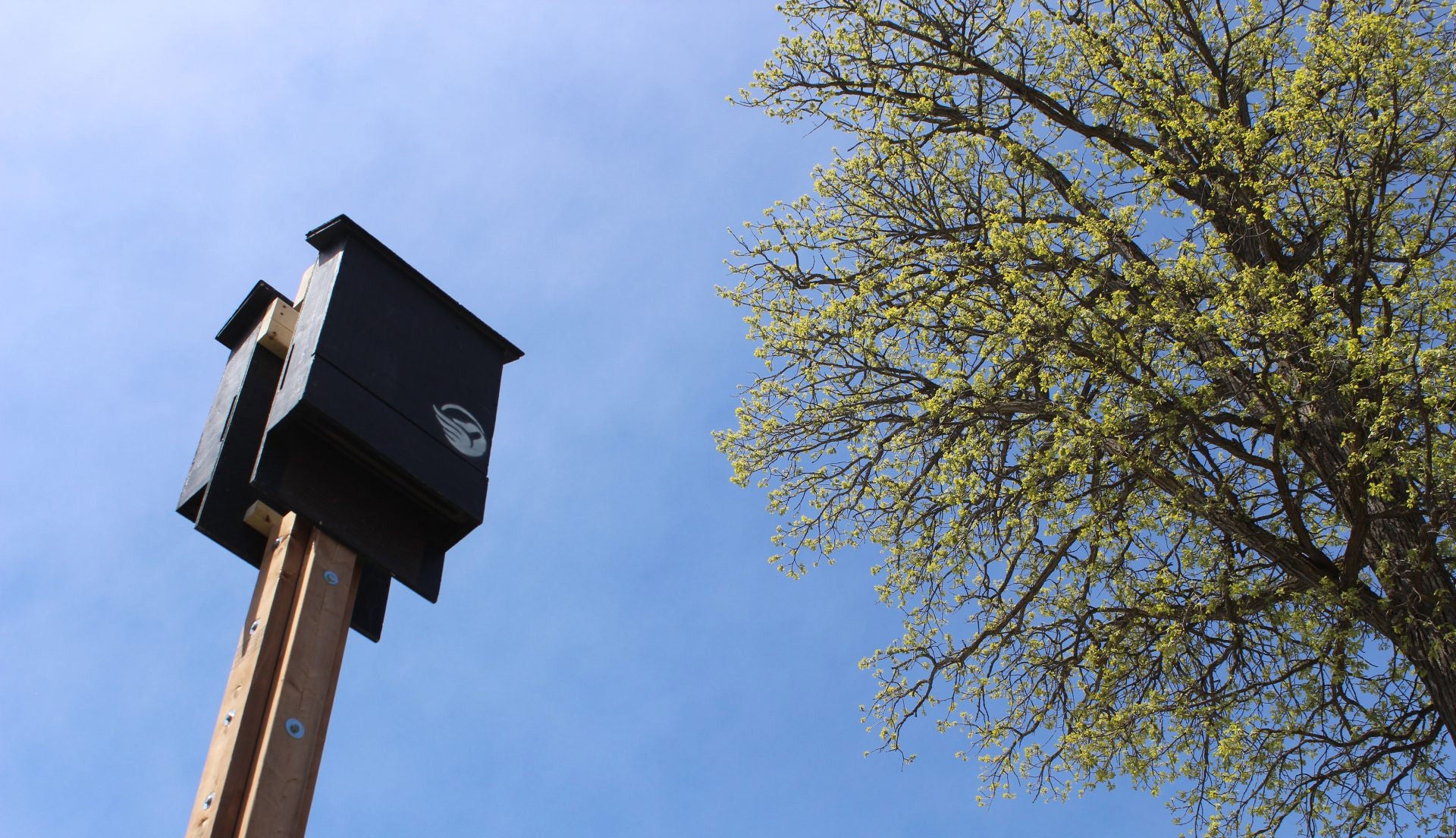 cwf bat house sky tree hor