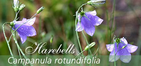 Banner image of harebells