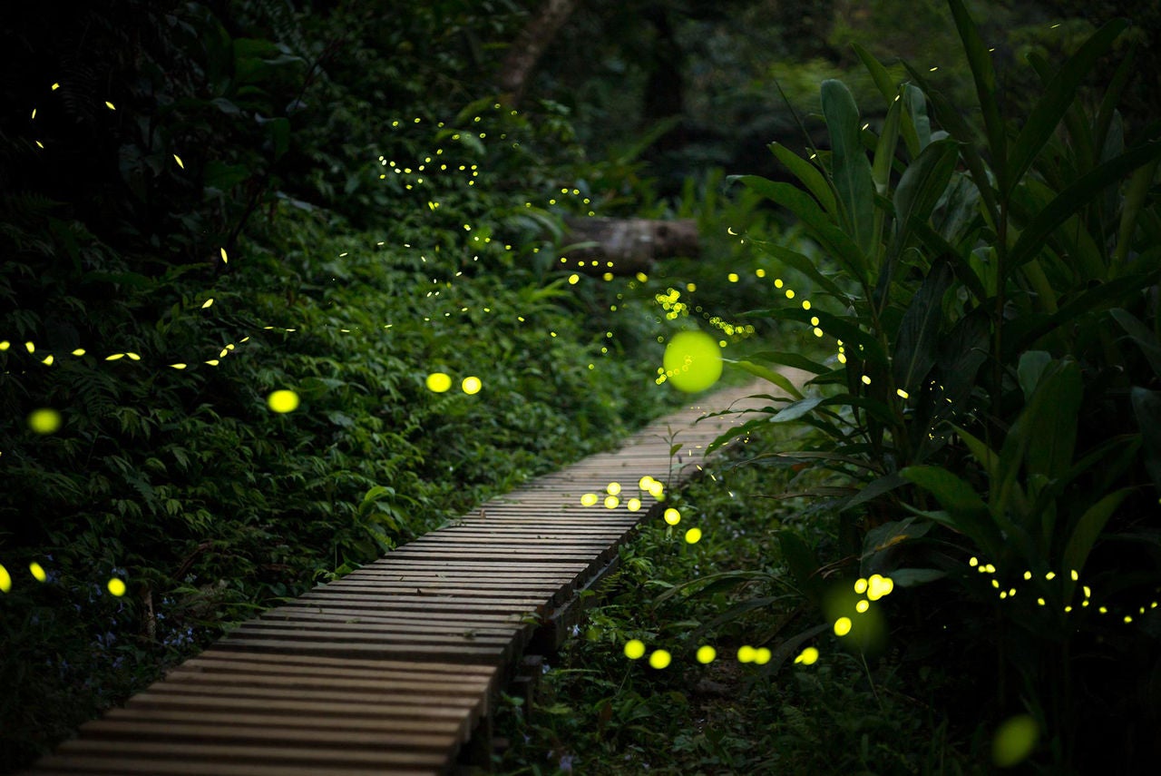 fireflies in backyard