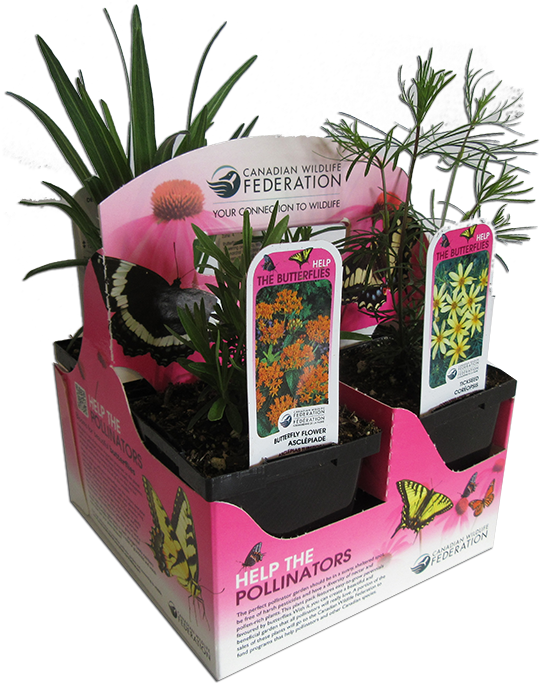 plants for butterflies