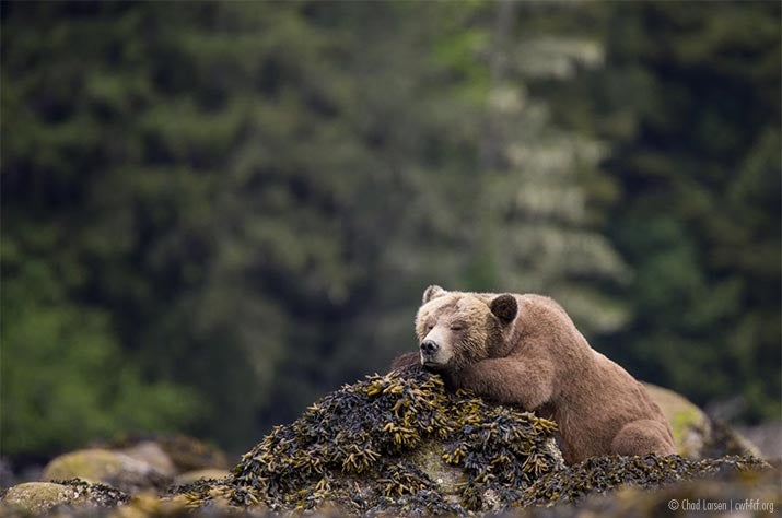 fauna-honourable-Grizzly-bear-Chad-Larsen.jpg