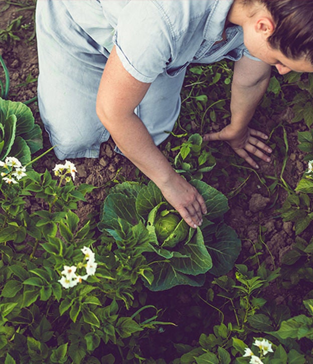 vegetable garden