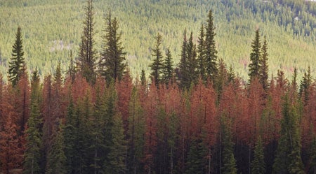 Pine beetles / dendroctone du pin 