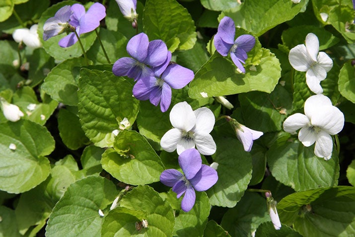 Violets